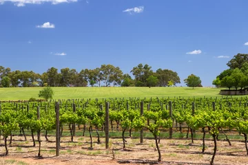 Fototapete Rows of vines at Swan River Winery, Western Australia © teddyh