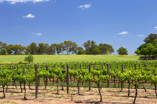 Rows Of Vines At Swan River Winery, Western Australia