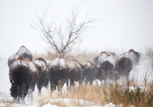 Bison In Texas Blizzard