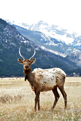 elk