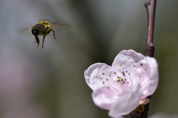 Abeille sur fleur d'arbre fruitier