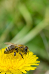 Close up of bee collecting pollen on blooming yellow dandelion flower (Taraxacum officinale).  Detail of bright dandelion in meadow at springtime