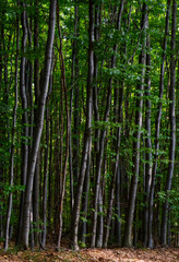 Plakat tall beech trees with green foliage. beautiful summer nature background