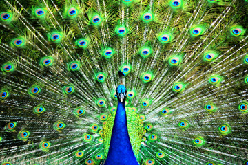 Naklejka premium peacock 