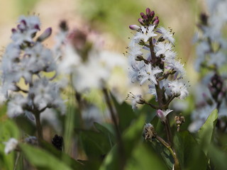 Fieberklee, Bitterklee, Menyanthes trifoliata