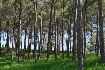 Obraz premium A forest in Israel