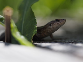 Waldeidechse, Zootoca vivipara, Lacerta vivipara, Bergeidechse, Mooreidechse