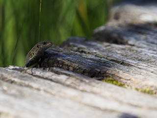 Waldeidechse, Zootoca vivipara, Lacerta vivipara, Bergeidechse, Mooreidechse