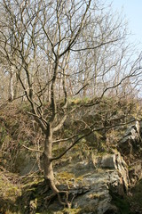 Felseneiche