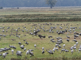 Kranich, Grus grus, Grauer Kranich, Eurasischer Kranich