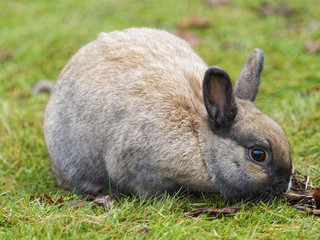 Hauskaninchen, Oryctolagus cuniculus forma domestica, Hase