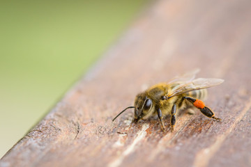 Close up bee standing on a wood board, on the outside