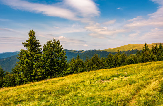 forested hills and meadows of Svydovets ridge. lovely summer landscape of Carpathian mountains in afternoon