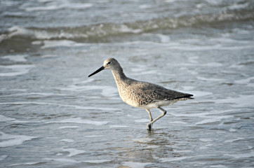 sand pipers