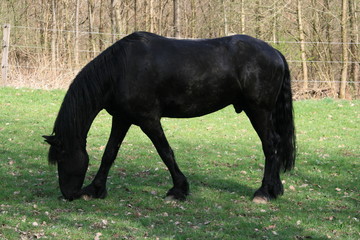 Hengst 3