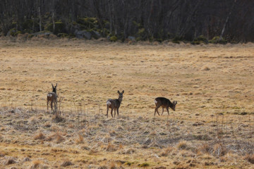 Fototapeta na wymiar Roedeer on our pasture in Nordland county