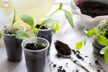 Seedling of rudbeckia