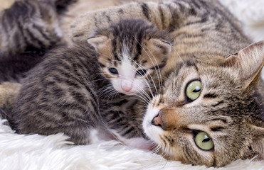 Naklejka na ściany i meble Baby cat and mother cat