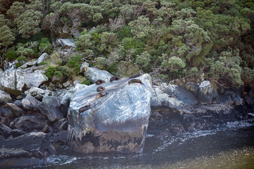 Seerobben vor neuseeland Fur seals