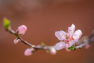 blooming beautiful pink peach flowers on branches. April spring peach tree blossom