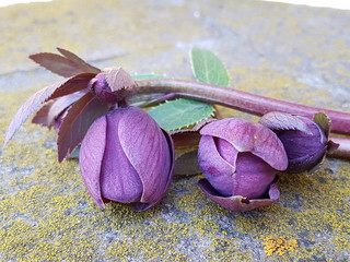 Ветка красных цветов  с зелёным листом 