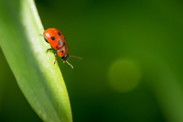 Fototapeta premium Macro photo of Ladybug in the green leaf. Close up ladybug in leaf. Spring nature scene