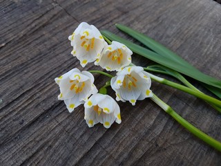 Белые  подснежники с зелёными листьями  на деревянном фоне 