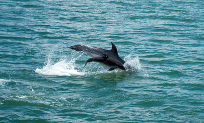 Fototapeta premium Babydelphin im Meer