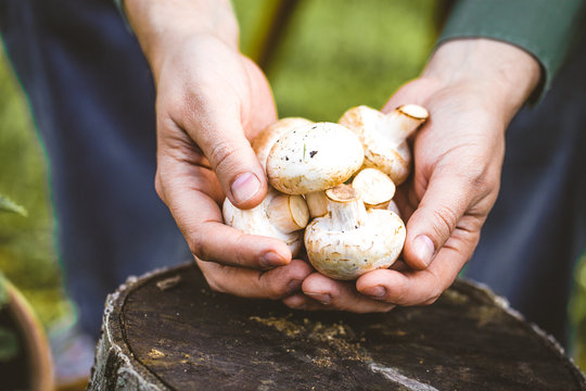 farmer with mushrooms