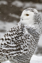 Schnee-Eule, Bubo scandiacus