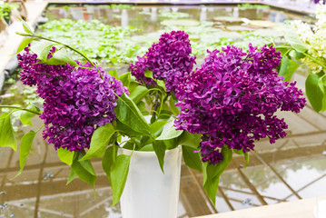 Beautiful bouquet of lilac