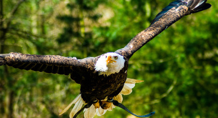 Seeadler