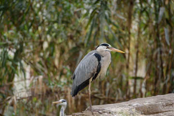 Bird in the zoo