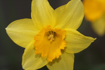 Daffodil