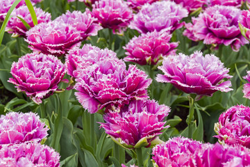 Tulips of the Mascotte species.