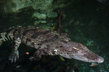 crocodile in the zoo