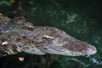 Fototapeta premium crocodile in the zoo