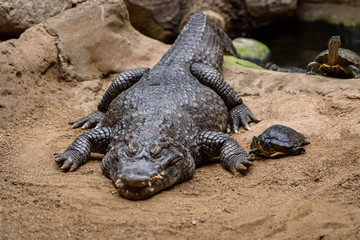 crocodile in the zoo