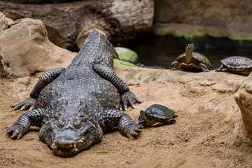 crocodile in the zoo