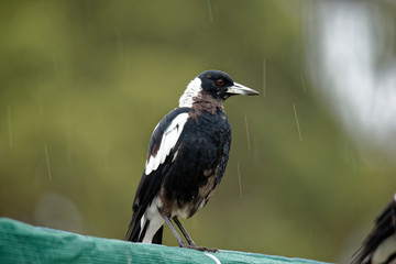 The Australian magpie (Gymnorhina tibicen) is a medium-sized black and white passerine bird native to Australia and southern New Guinea. Bird in the rain