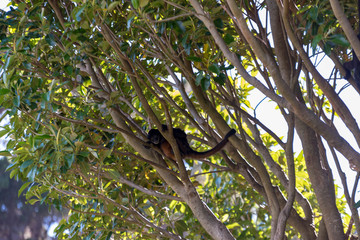 Affe im Baum