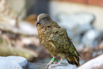 Kea