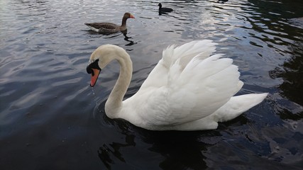 Elegant swan