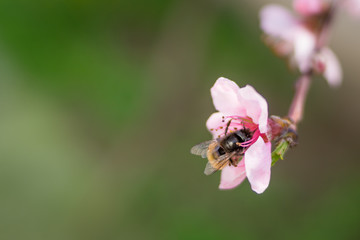 Bubblebee collecting pollen on blooming pink peach flowers on branches. April spring tree blossom