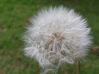 Soft dandelion playing with the wind