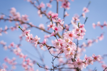 Obraz premium Blooming beautiful white flowers on branches with blue sky in background. April spring tree blossom