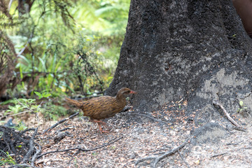Neuseeland Huhn am Baum