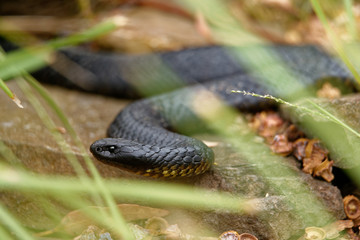 Tiger snakes (Notechis scutatus) are a venomous snake species found in the southern regions of Australia, including its coastal islands, such as Tasmania.