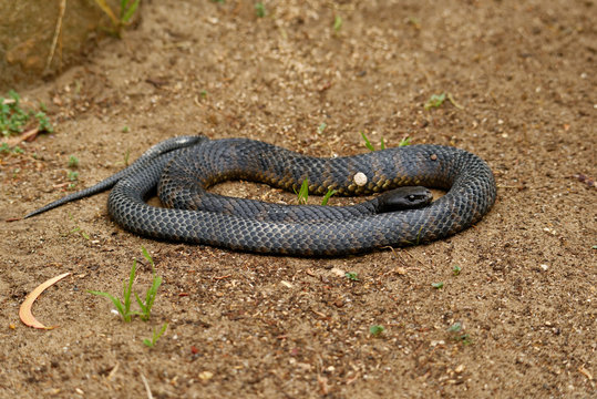 Tiger snakes (Notechis scutatus) are a venomous snake species found in the southern regions of Australia, including its coastal islands, such as Tasmania.
