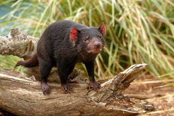 The Tasmanian devil Sarcophilus harrisii is a carnivorous marsupial of the family Dasyuridae. It was once native to mainland Australia and is now found in the wild only on the island stat of Tasmania